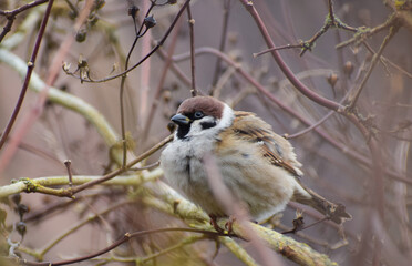 Eurasian Tree sparrow (Passer montanus)
