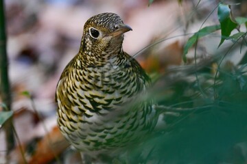冬に来る渡り鳥、黄色と黒の鱗模様が目立つ美しい小鳥トラツグミ