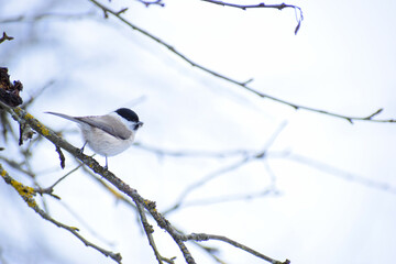 The marsh tit in winter season
