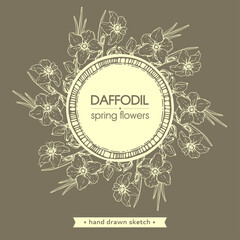 Frame with Spring flawers, daffodils. Detailed hand-drawn sketches, vector .