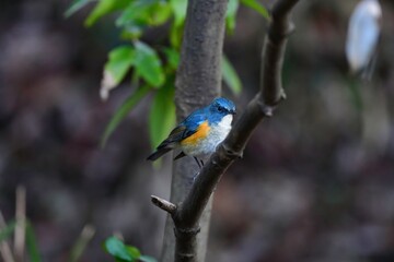 Obraz premium 冬の公園で見られる美しくかわいい渡り鳥ルリビタキ