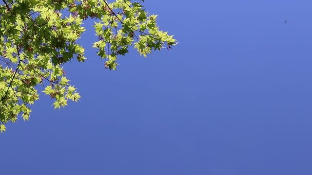 花が咲いた日本の新緑のモミジと青空