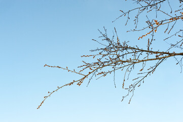 On December 28 , 2021 , buds bloomed on the tree