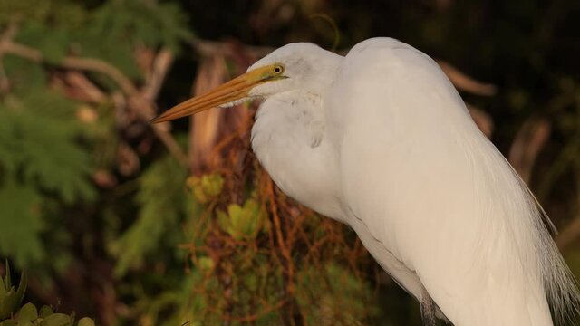 The great egret (Ardea alba) or great white heron is one of the inhabitants of the wetlands of the Dominican Republic and Haiti. One of the most beautiful herons in the world