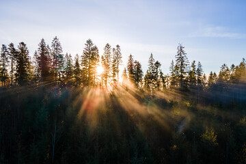Dark green pine trees in moody spruce forest with sunrise light rays shining through branches in foggy fall mountains.