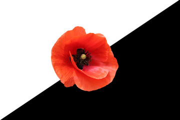 Red poppy flower on a white-black background. Copy space. Concept.