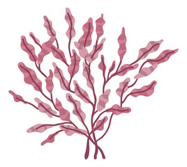 Red algae. Ocean bottom plant. Phyllophlora seaweed
