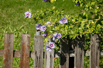 Zaun, Holzzaun, Gartenzaun, Blumen, Deutschland, Europa © detailfoto