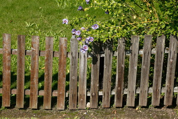 Fototapeta premium Zaun, Holzzaun, Gartenzaun, Blumen, Deutschland, Europa