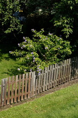 Zaun, Holzzaun, Gartenzaun, Blumen, Deutschland, Europa