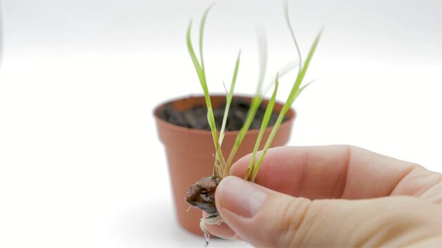Seeds of Cyperus esculentus, hydrated and germinated Valencian tigernuts on white background