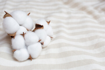 Cotton lies on striped bedding. Place for your text. Copy space. Comfort concept. Cotton flower on the surface of a light fabric