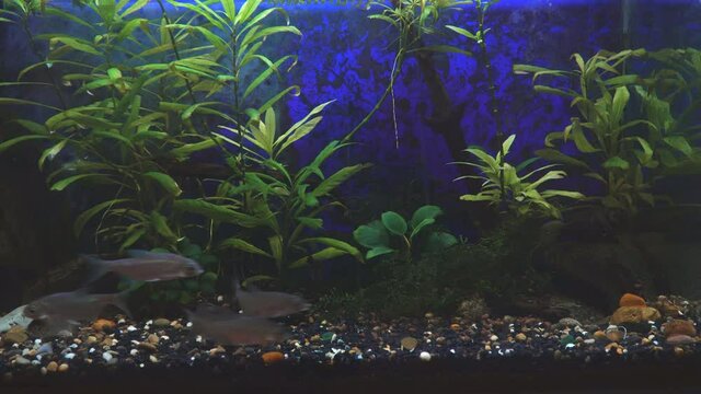Young bream swims in the aquarium. Freshwater river fish in an aquarium. Feeding fish