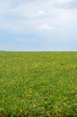 field of sunflowers