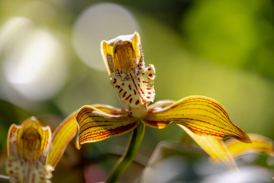 Selective focus of white yellow flower in the garden with warm sunlight in the afternoon, Cymbidium tracyanum or Tracy's cymbidium is a species of orchid, Nature floral background.