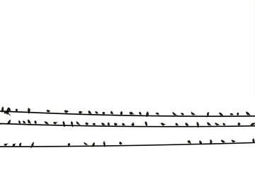 Birds on the wire isolated on with background save with clipping path.