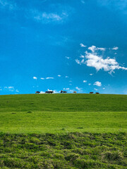 green field and blue sky