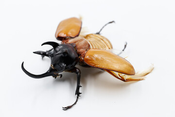 Close up of Five-horned rhinoceros beetle on white background in side view