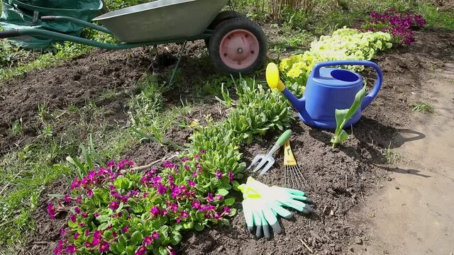 Flowerbed and gardener equipment wheelbarrow garden cart, watering can, garden rake in garden on summer day. Farm worker tools ready to planting seedlings or flowers. Gardening and agriculture concept