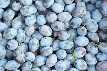 Lots of fresh blue plums. Fruit background.