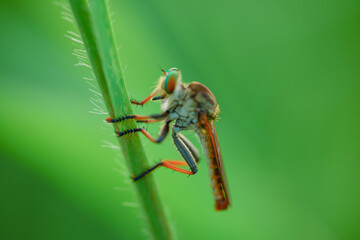 beautiful robberfly.
beautiful robberfly rainbow type