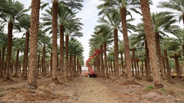 Maintenance for date palm plantations, desert and arid agriculture industry in The Middle East 