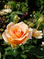 yellow rose in the garden, desktop wallpaper