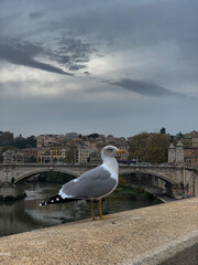 seagull on the pier