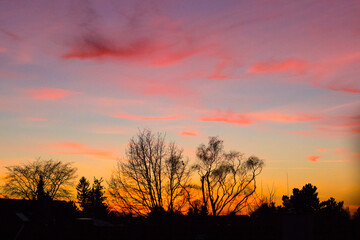 Beautiful Vivid Sunset Black Trees