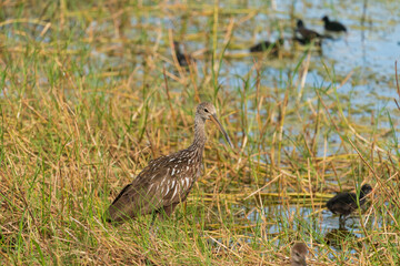 The limpkin (Aramus guarauna)
