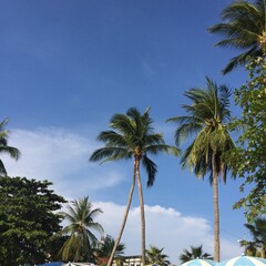 Palm tree along the beach in Pattaya Thailand