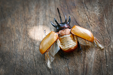 Close up of Five-horned rhinoceros beetle on wood
