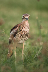 The bush stone-curlew or bush thick-knee is a large, ground-dwelling bird endemic to Australia.