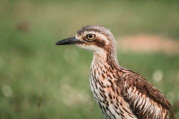 The bush stone-curlew or bush thick-knee is a large, ground-dwelling bird endemic to Australia.