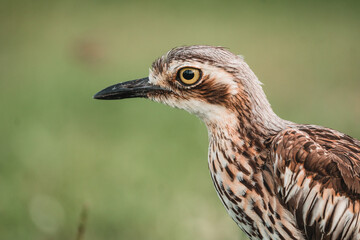 The bush stone-curlew or bush thick-knee is a large, ground-dwelling bird endemic to Australia.