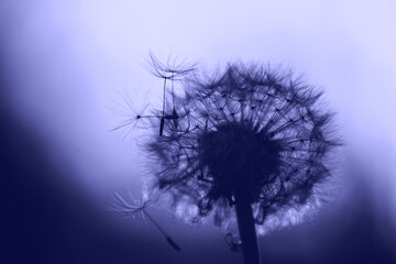 Dandelion flower closeup shot in lilac color for abstract background.