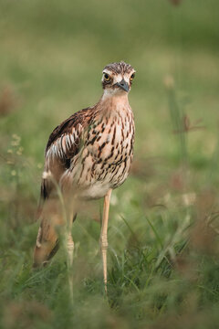 The bush stone-curlew or bush thick-knee is a large, ground-dwelling bird endemic to Australia. 