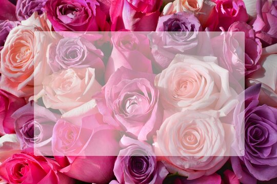A background of amazing multicolored lush roses with a translucent card with a space for text. Happy Birthday, Valentine's day, wedding, Mother's Day invitation greeting card concept.