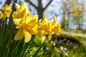 Daffodils flowers in bloom at springtime in a garden