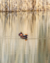 Beautiful Horned grebe pair in a lake