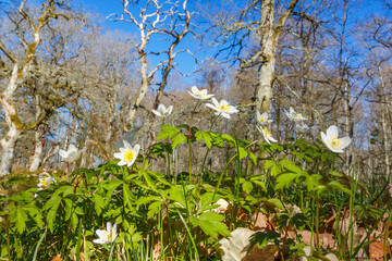 Wood anemone flowers in early spring