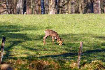 Roe deer grazing on a spring green meadow