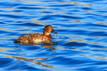 Female pochard in the water