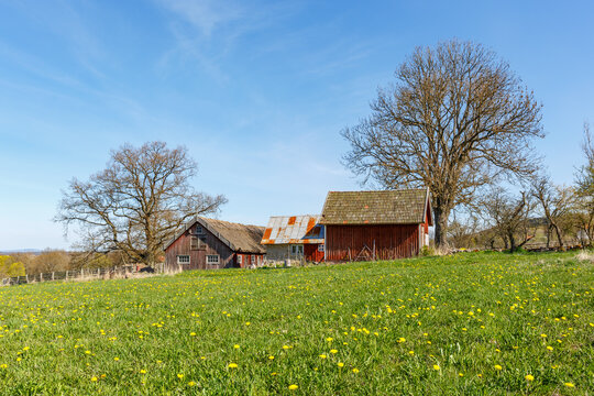 Dandelion meadow with an old farm in the background