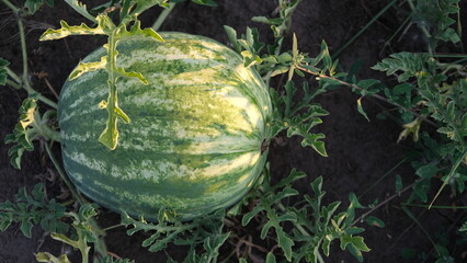 melons with watermelons, vegetable garden