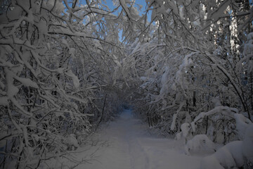 The path leads under the snow-covered trees.