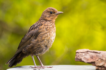 junge Amsel