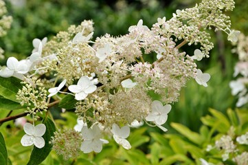 Delightful delicate inflorescence of white hydrangea paniculata  variety Tardive in the garden close-up.