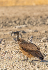 White-backed Vulture in the Kgalagadi