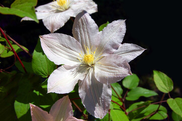 Beautiful clematis flower